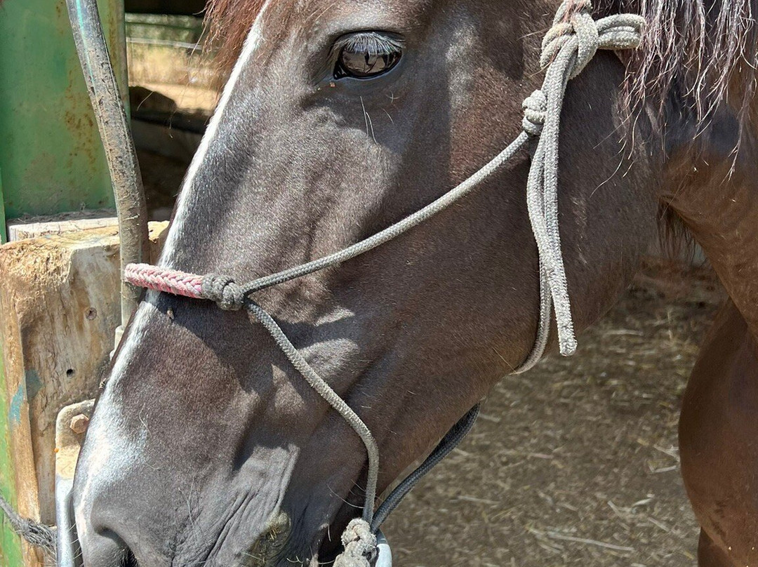 Caballos y Vino-隆达必去景点
