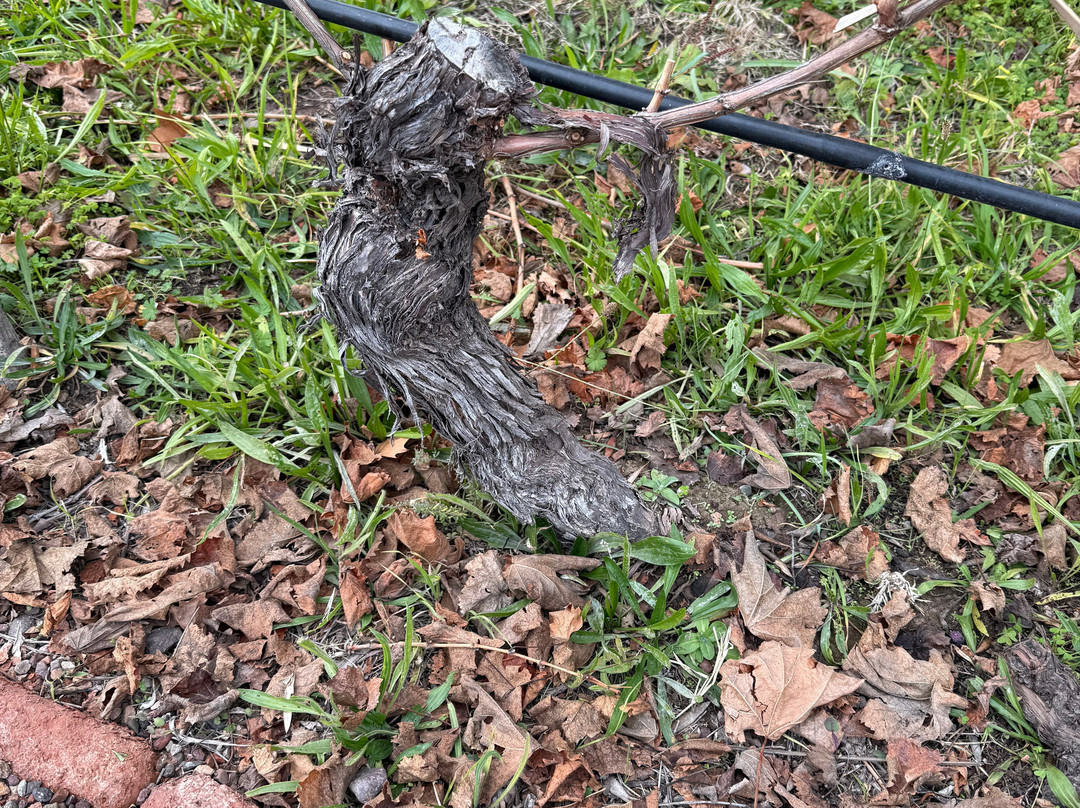 Domaine St Diego-门多萨必去景点