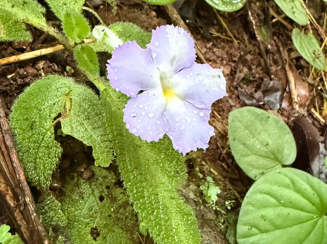 Rainmaker Park-帕利塔必去景点