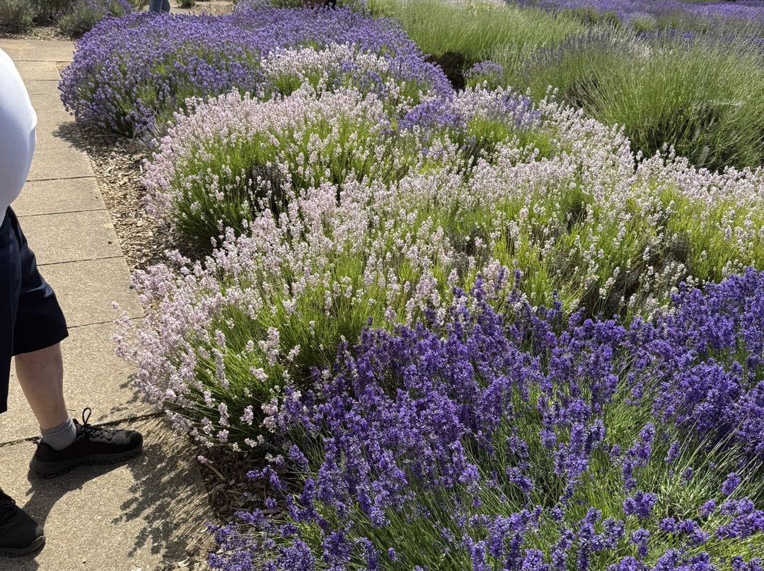 Norfolk Lavender-Heacham必去景点