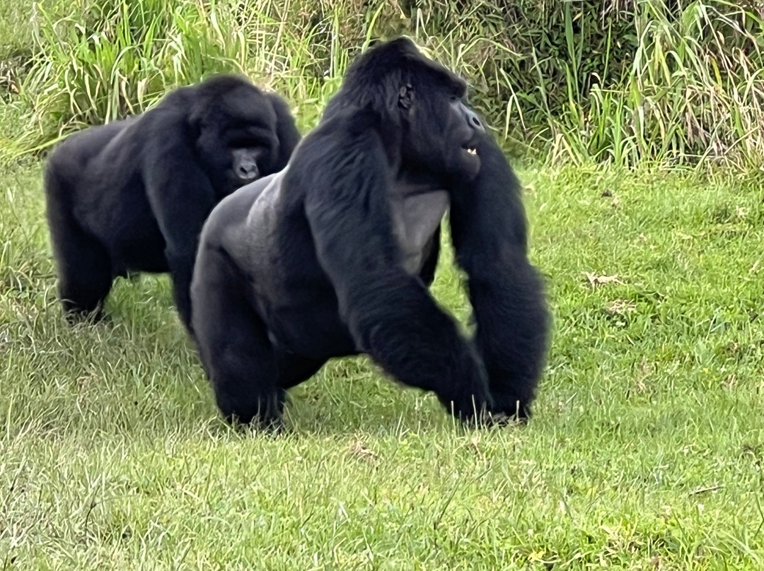 Volcanoes National Park Rwanda-Musanze District必去景点