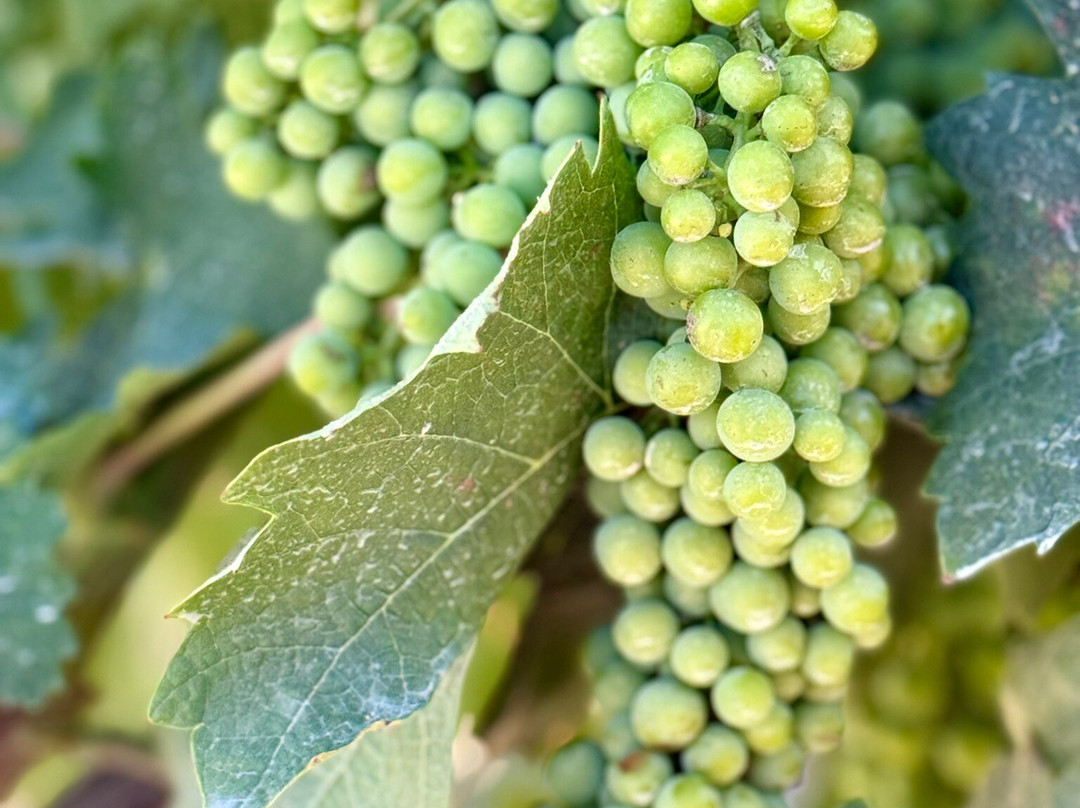 Quinta Do Frances Winery-Silves必去景点