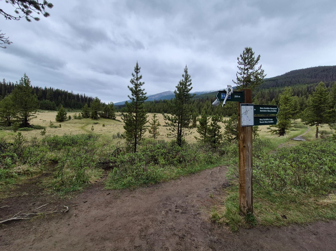 Timberwolf Tours-埃德蒙顿必去景点