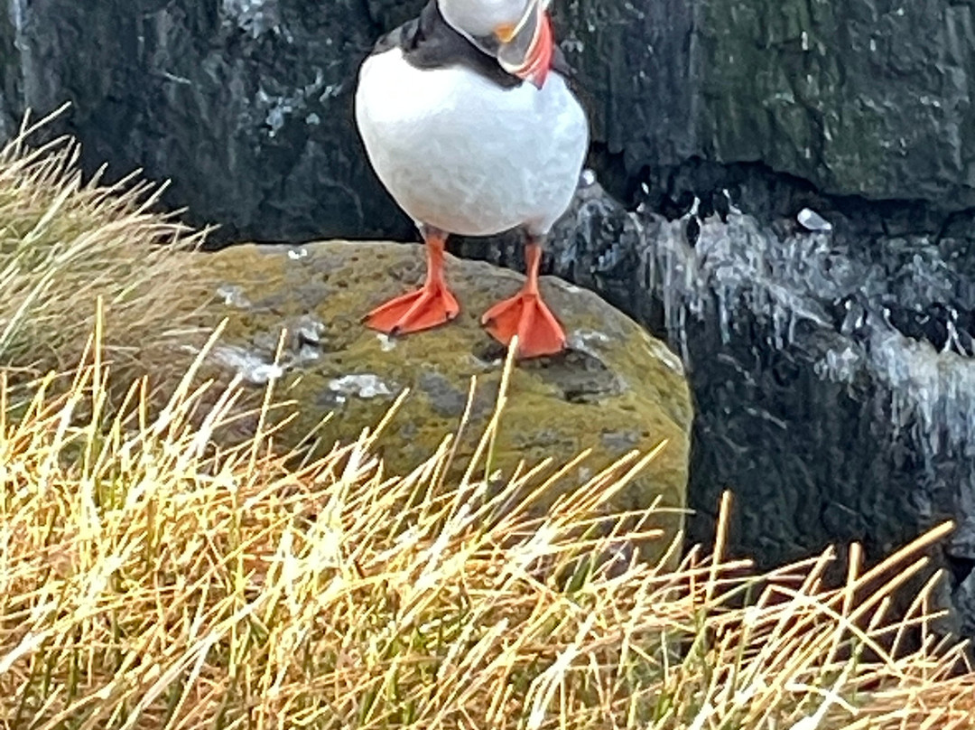 Latrabjarg bird cliffs-Latrabjarg必去景点