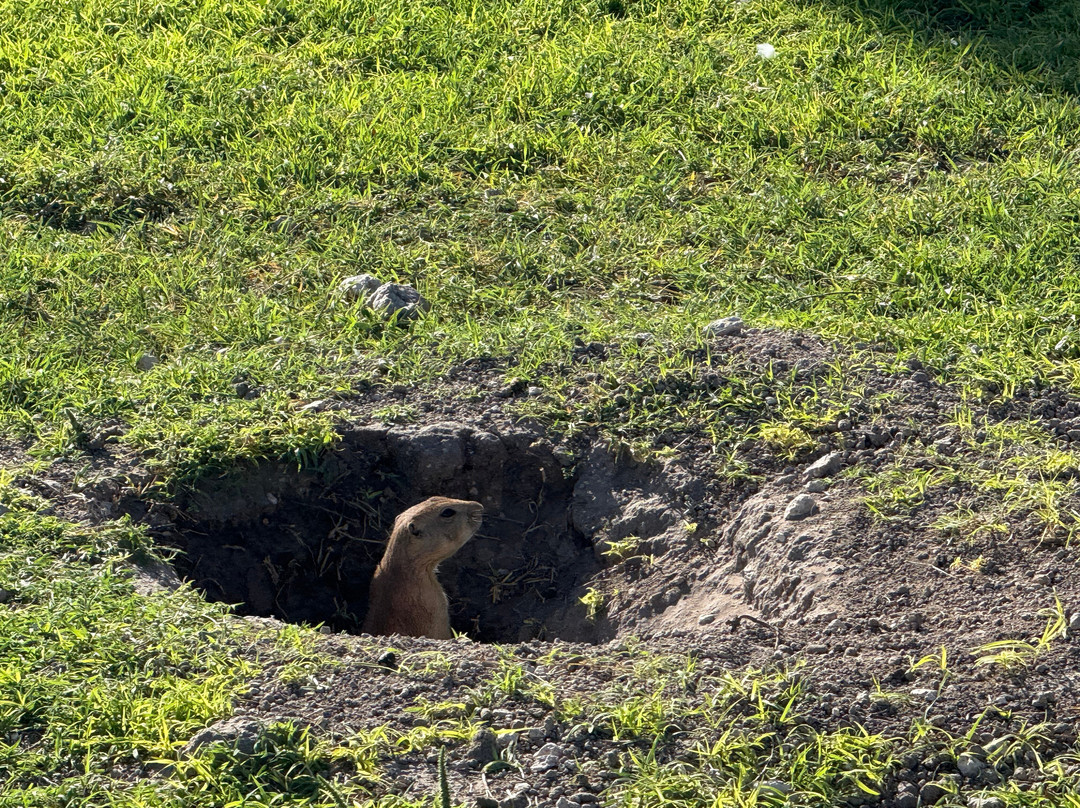 Prairie Dog Town-拉伯克县必去景点
