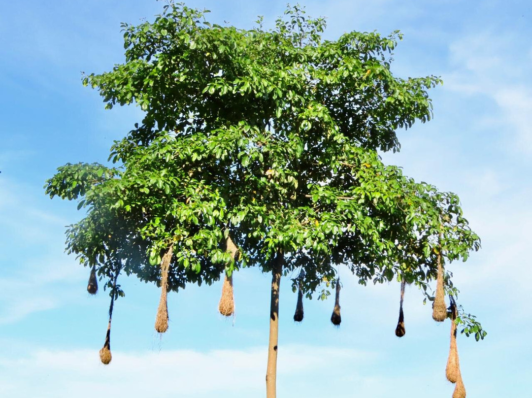 Awindua, Pueblito Indigena Wiwa-Minca必去景点