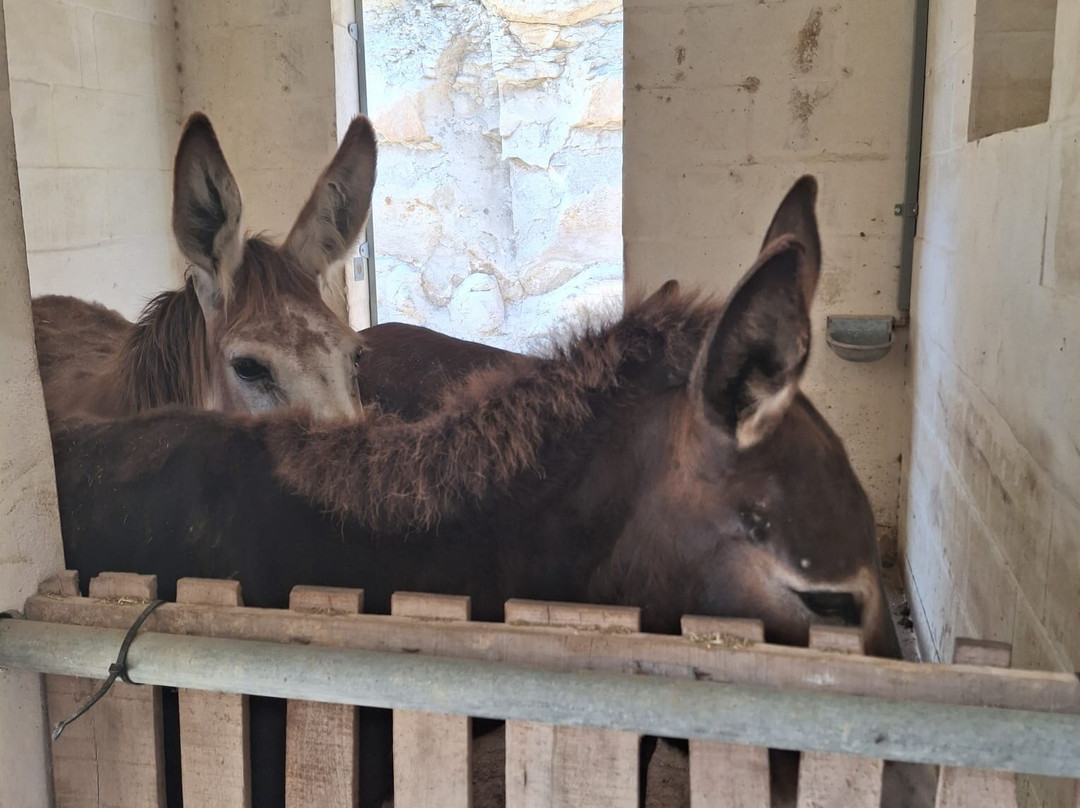 Dreams of Horses Farm-Xaghra必去景点