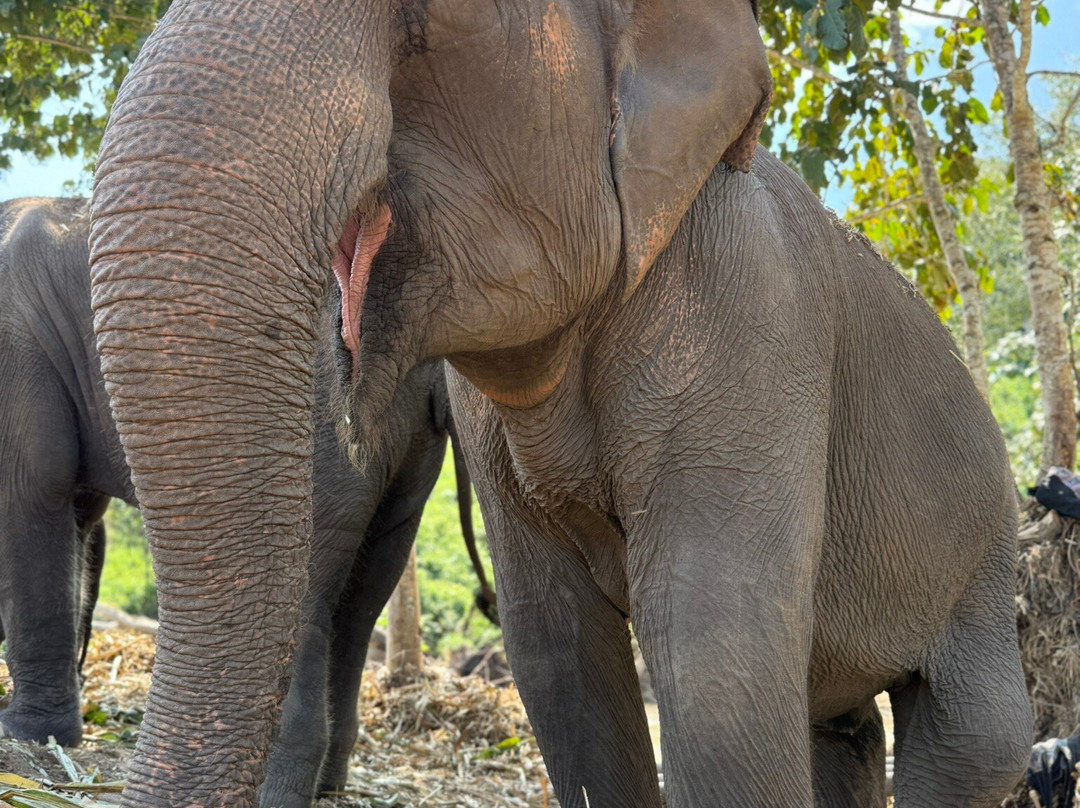 Living Green Elephant Sanctuary-清迈必去景点