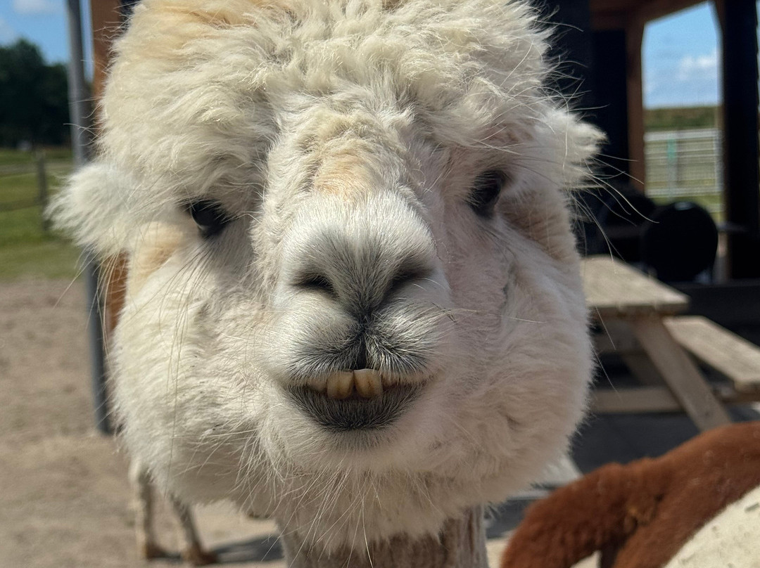 Alpaca World Friesland-Workum必去景点