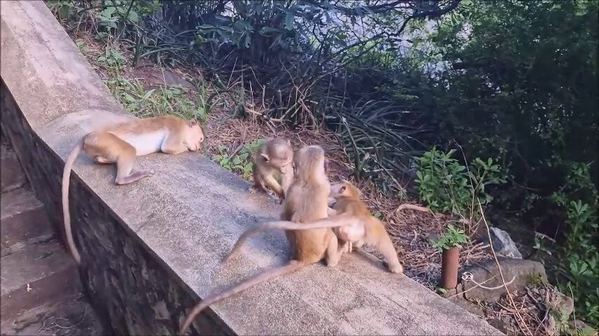 Nugadhenitours Sri Lanka Travels-Mirigama必去景点