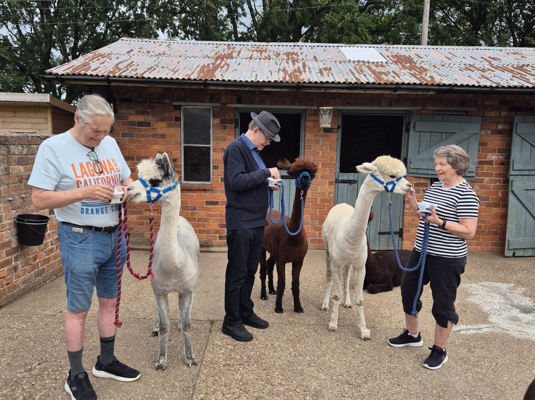 Westfield Alpacas-Barton-upon-Humber必去景点