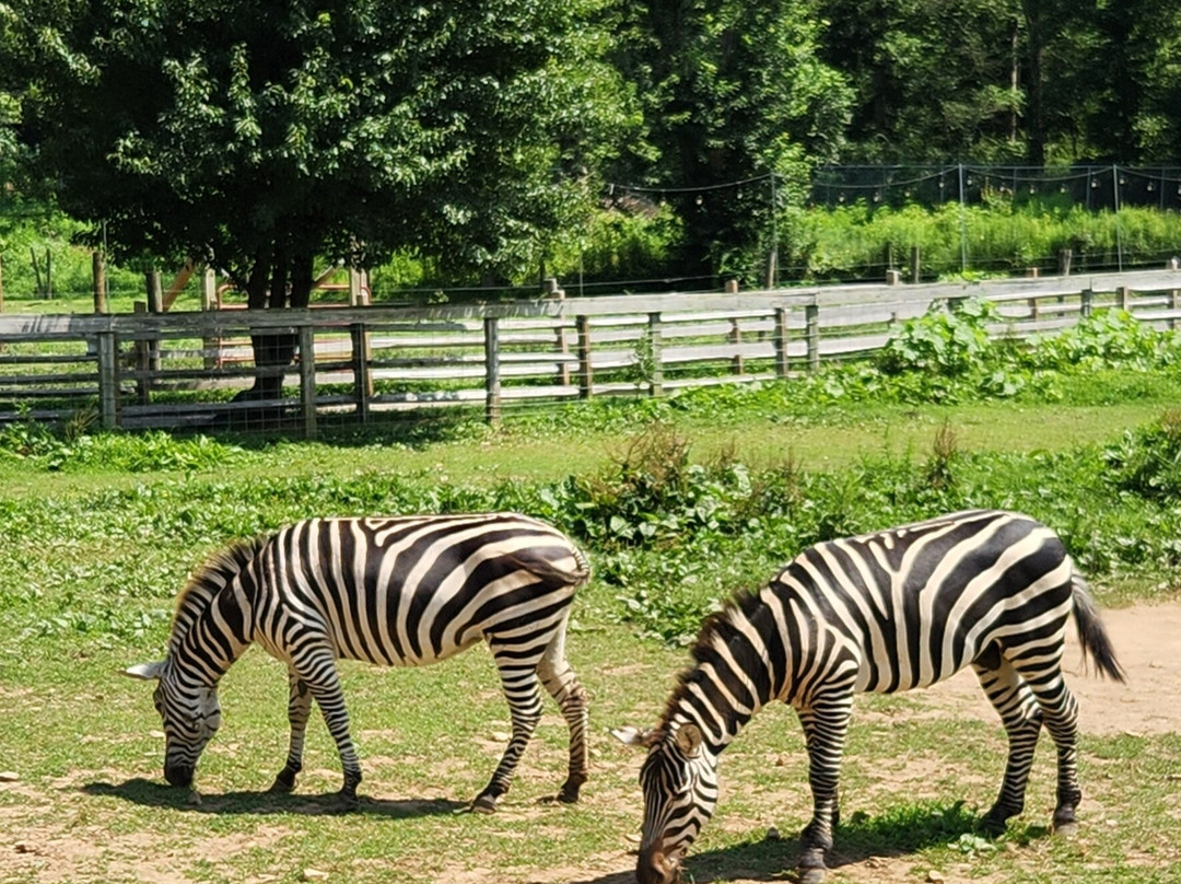 Plumpton Park Zoo-Rising Sun必去景点