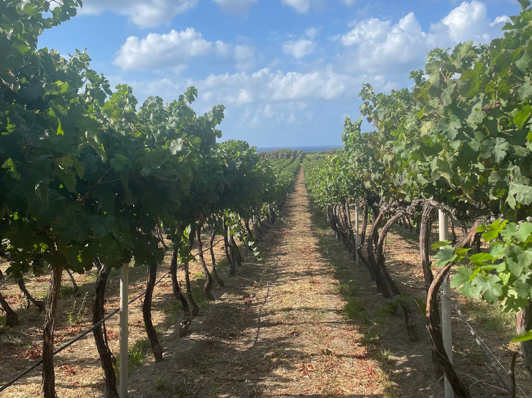 Cantina Ligios-La Muddizza必去景点