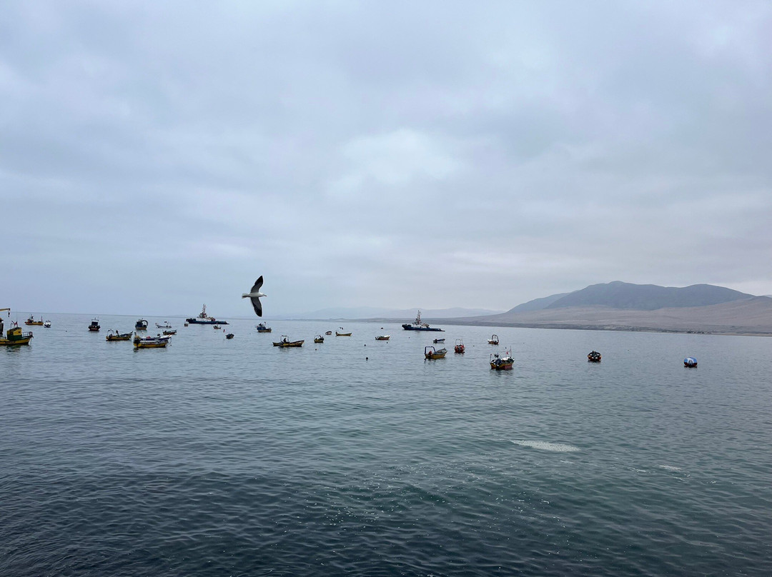 Olivos Centenarios-Huasco必去景点