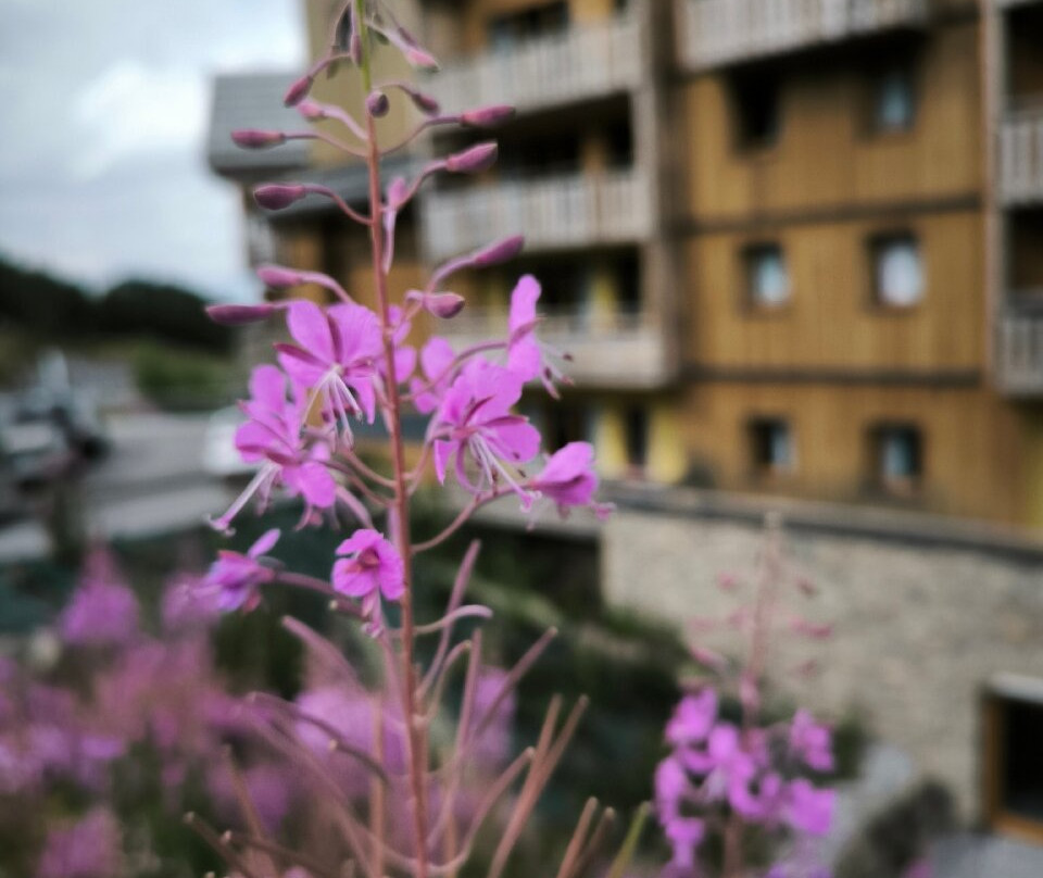 Résidence Club MMV Le Silvana主图