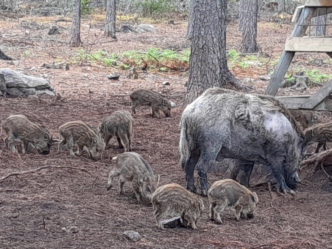 Kosta Safaripark-Kosta必去景点