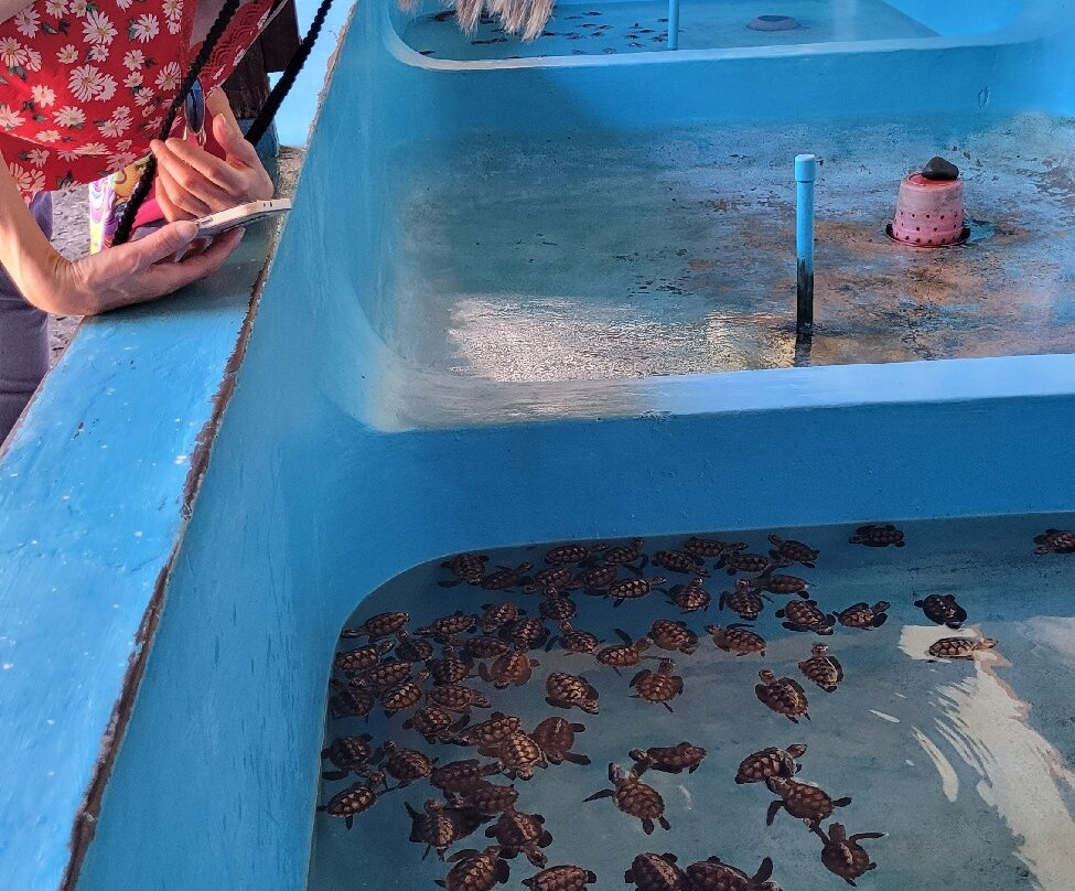 The Turtle Project-佩母德兰必去景点