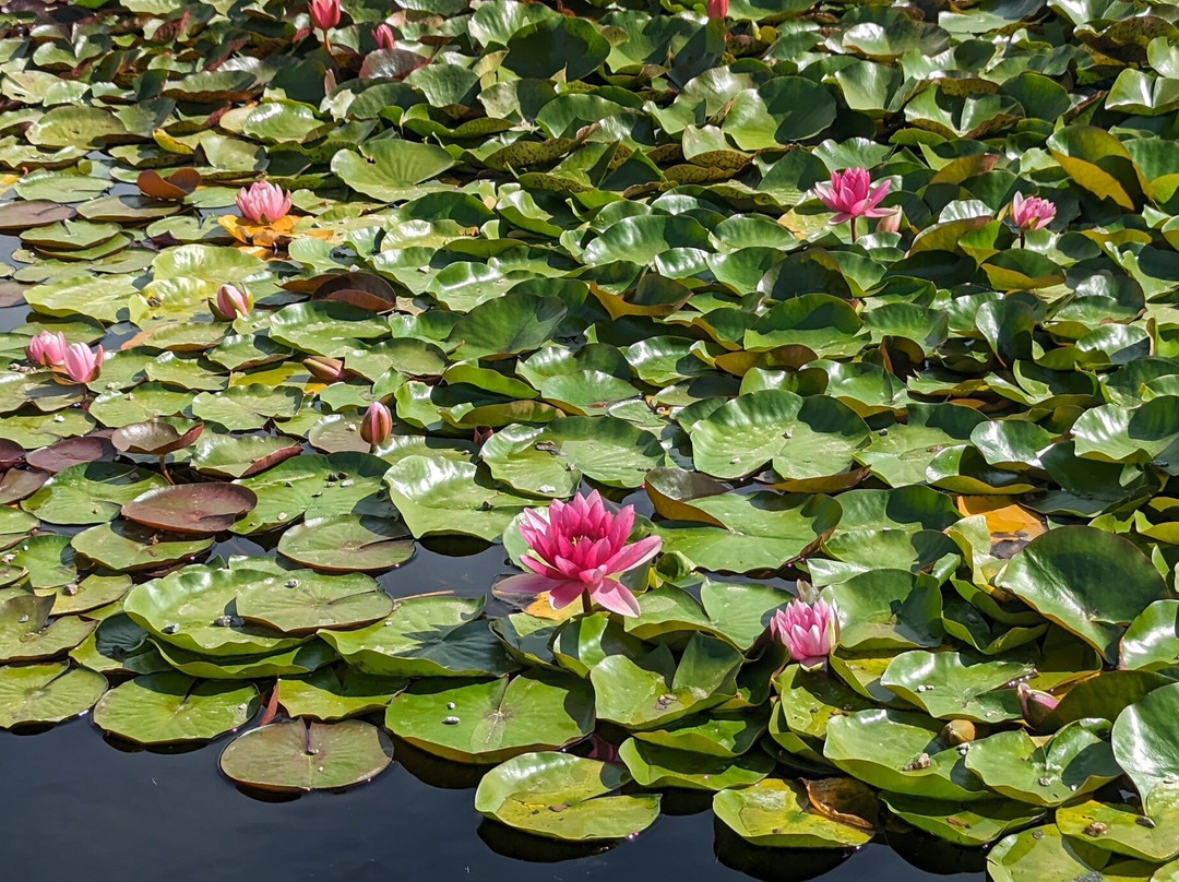 The Botanical Garden-阿拉木图必去景点
