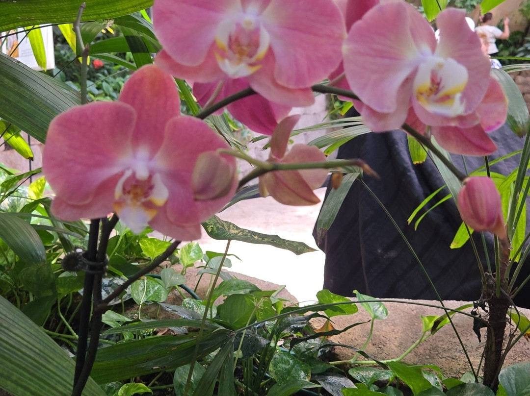 The Butterfly Palace-布兰森必去景点