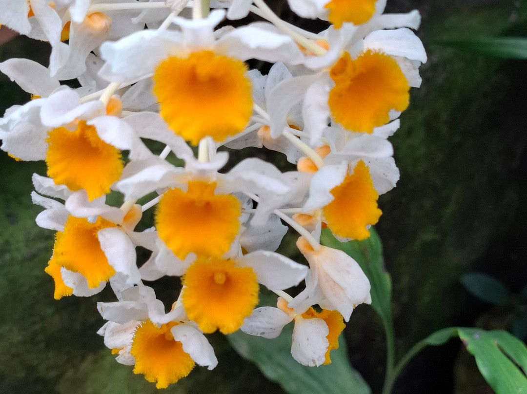 Kaziranga National Orchid And Biodiversity Park-Hatikhuli必去景点