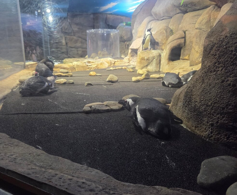 里普利水族管-美特尔海滩必去景点