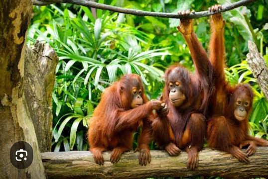 Bukit lawang jungle treking