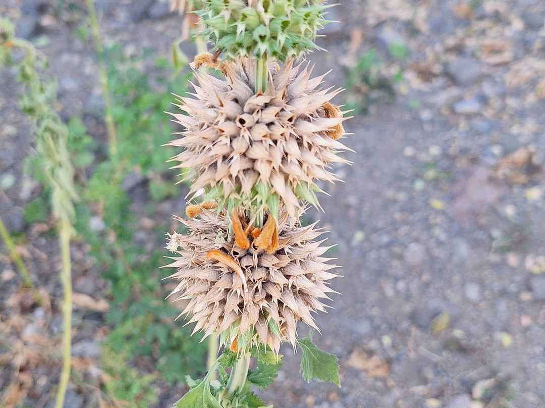 Cap La Houssaye-圣保罗必去景点
