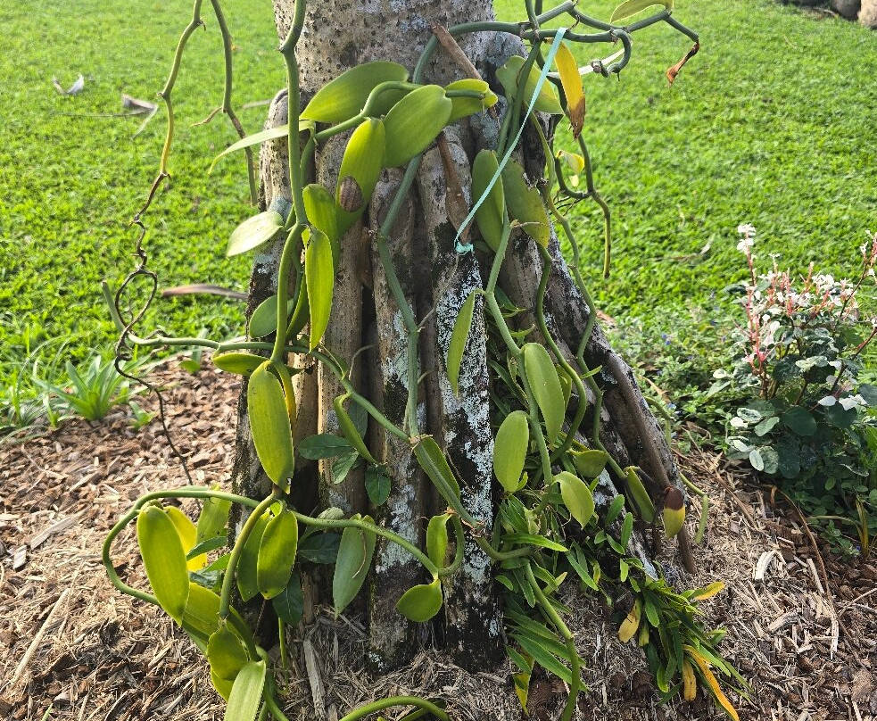 La Cooperative Provanille-Bras-Panon必去景点