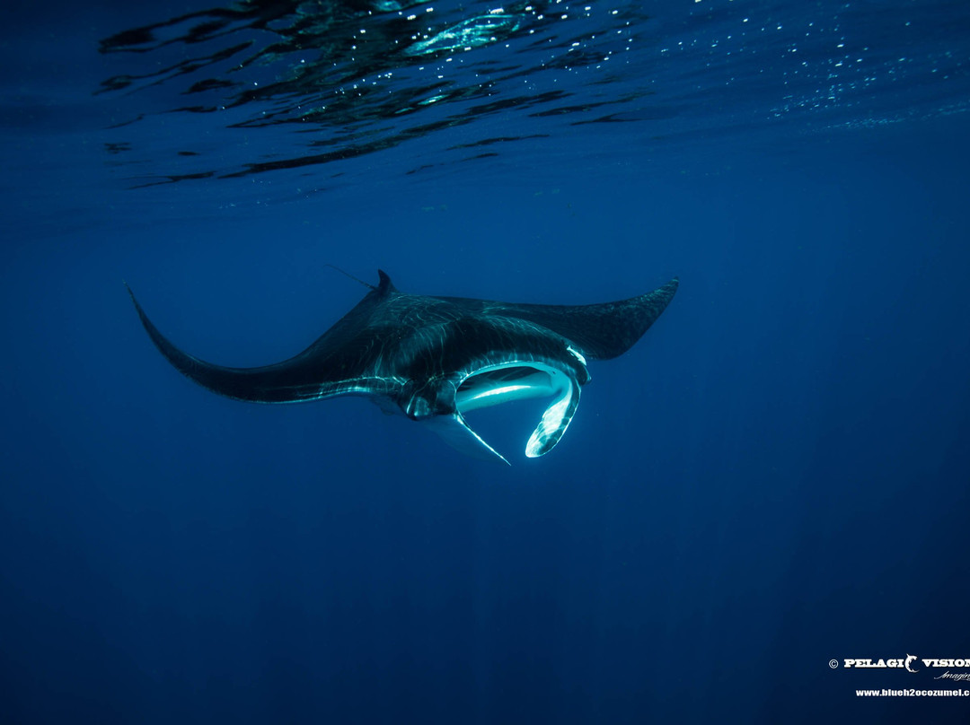 Blue H2o Cozumel Ocean Tours-考祖梅必去景点