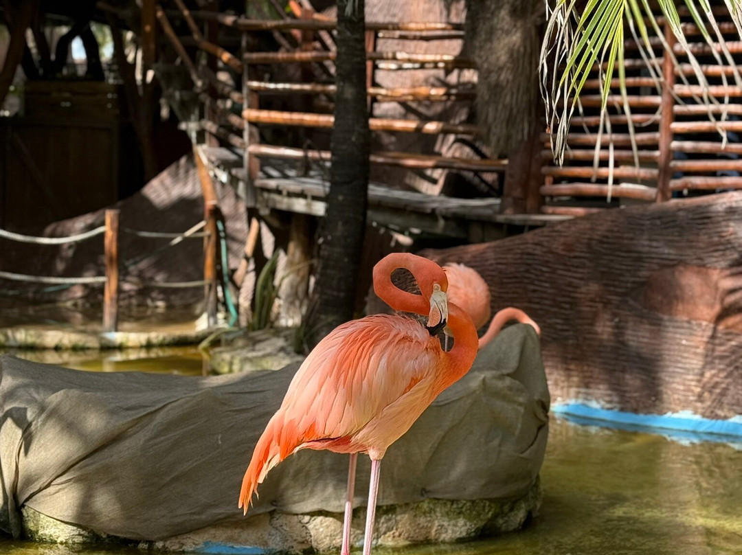 Dolphin Discovery Costa Maya-Mahahual必去景点