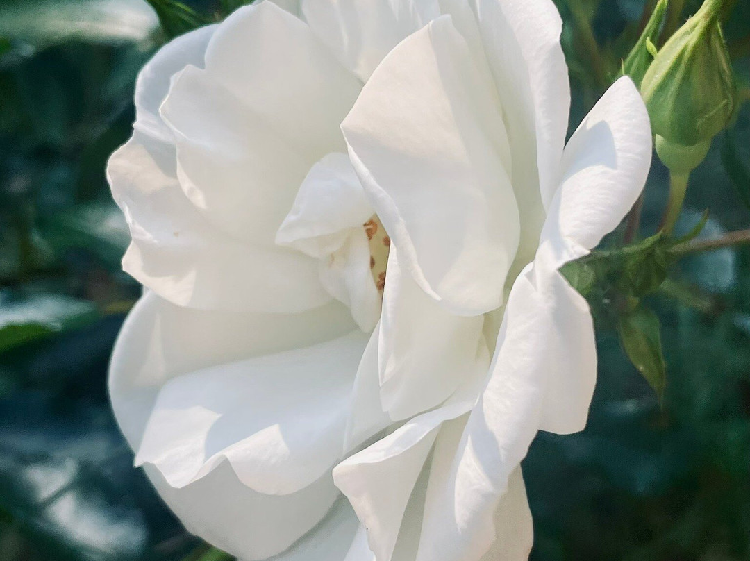 Saint Juliot Church-Boscastle必去景点