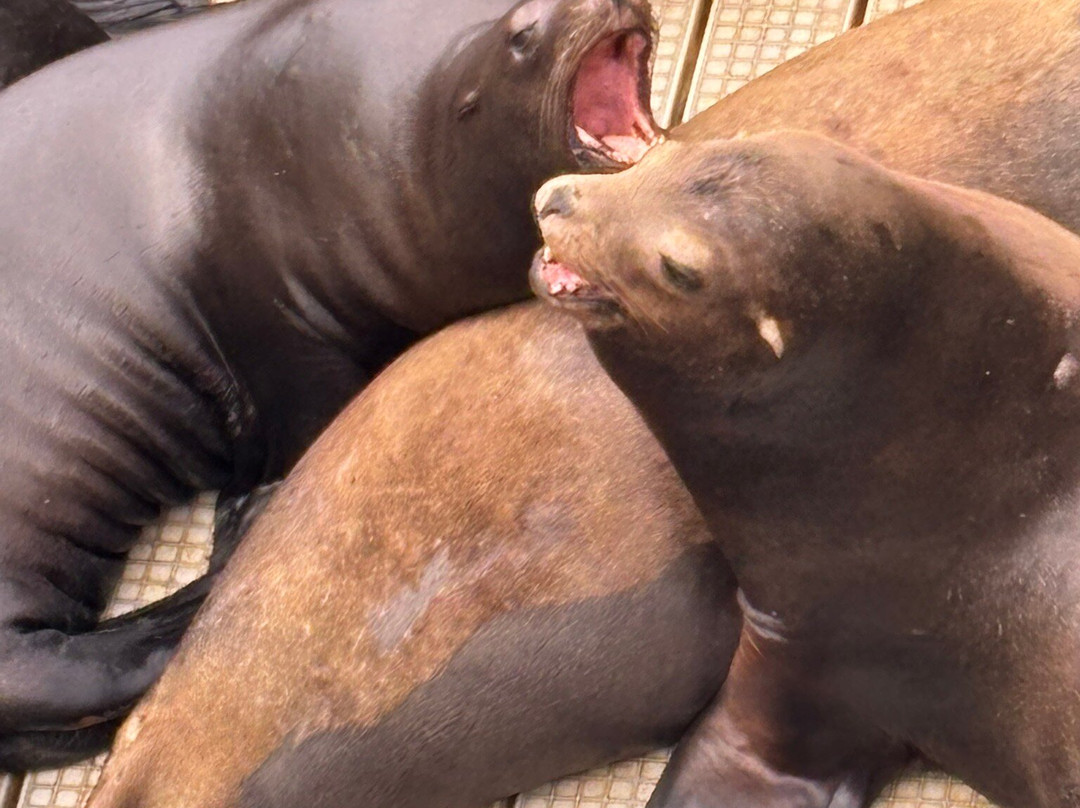 Newport Bay Fishing Pier-纽波特必去景点