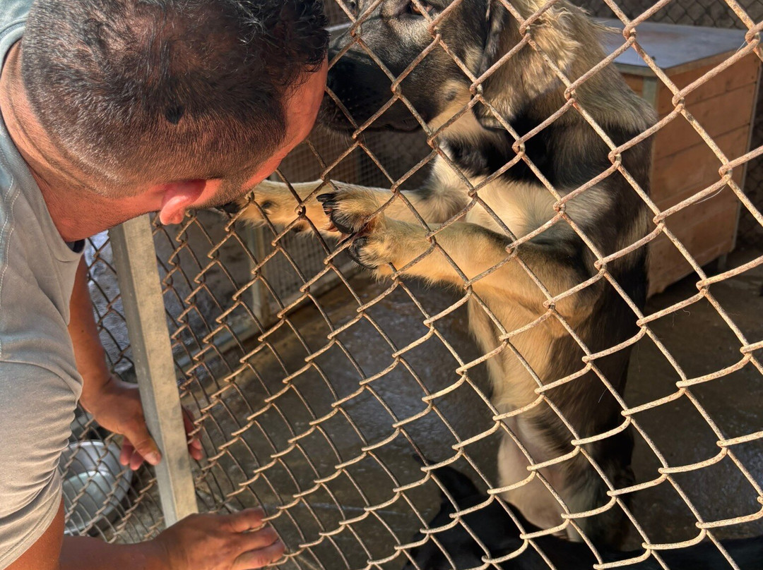 Gouves Animal Shelter-古韦斯必去景点