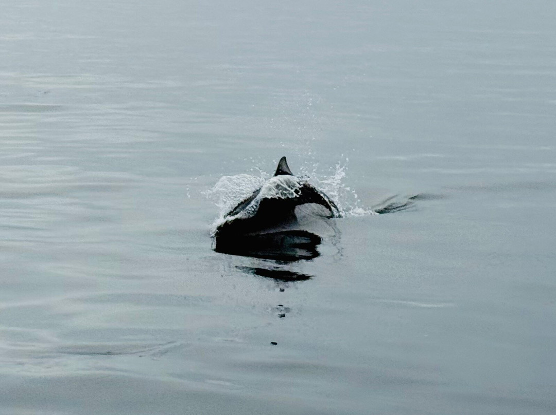 Seasmoke Whale Watching-Alert Bay必去景点