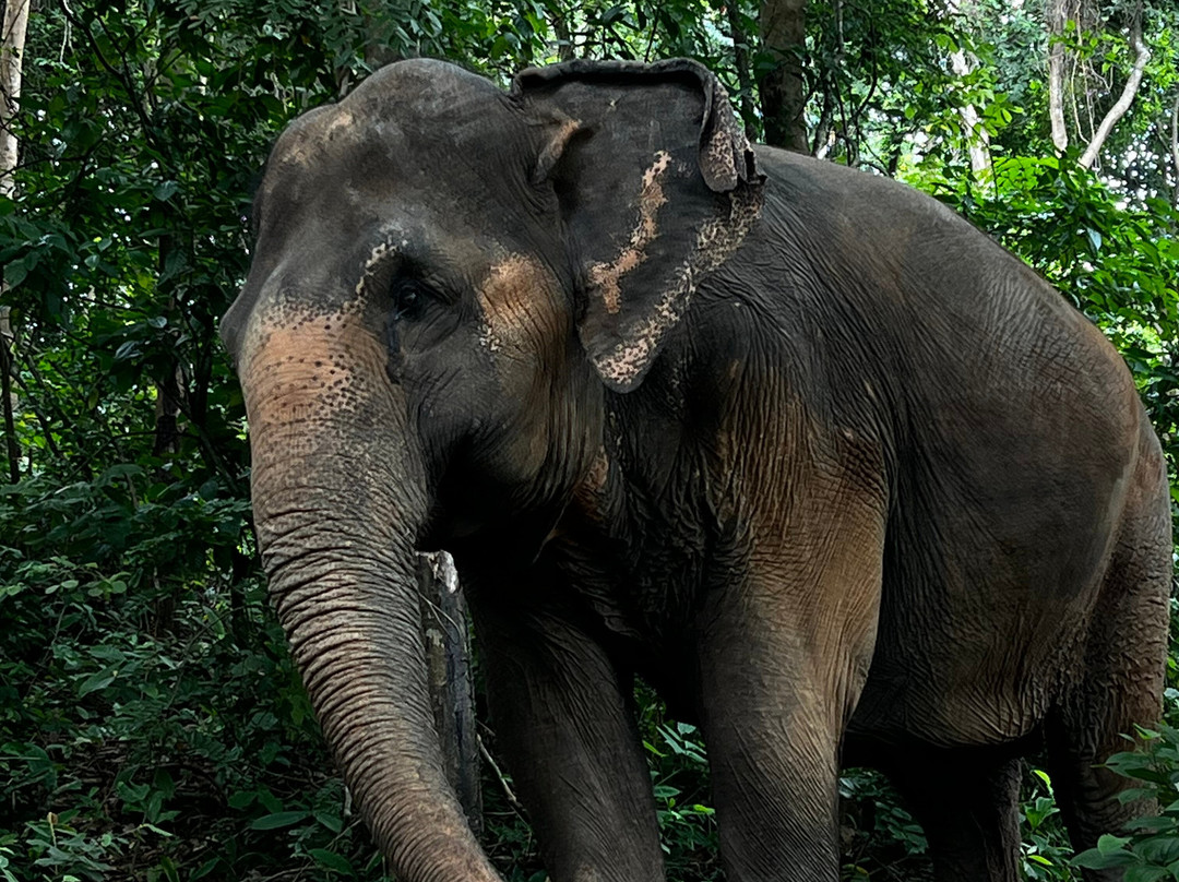 Phuket Elephant Nature Reserve-他朗必去景点