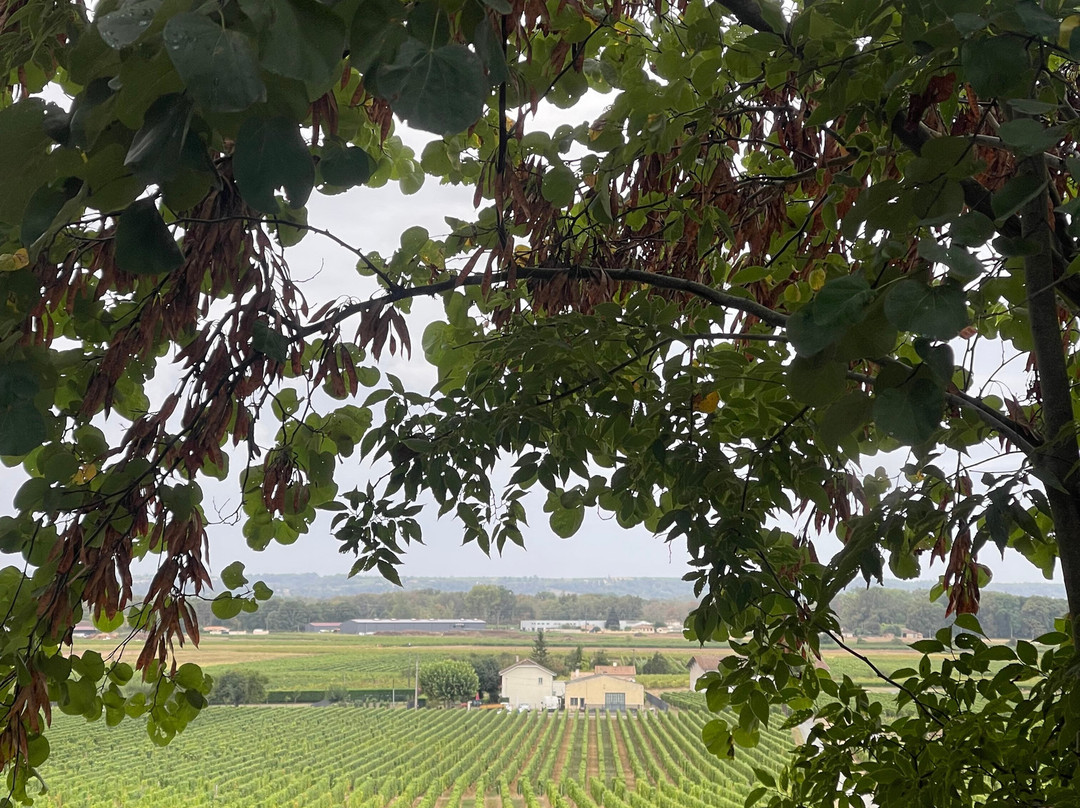 A L'Ombre De La Treille主图