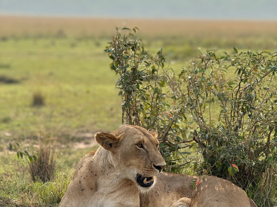 Nature Insight Safaris-内罗毕必去景点