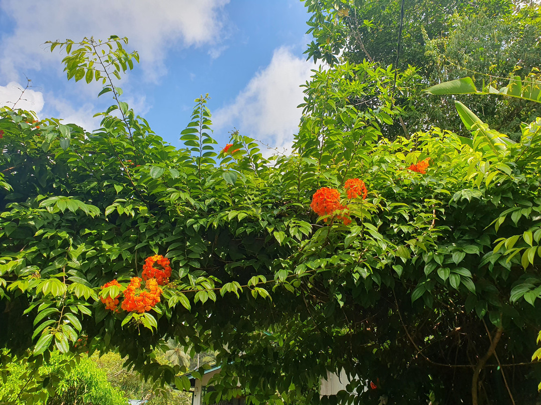 Sinharaja Forest Edge主图