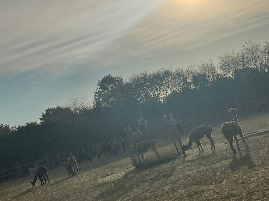 Tickhill Alpacas-Tickhill必去景点