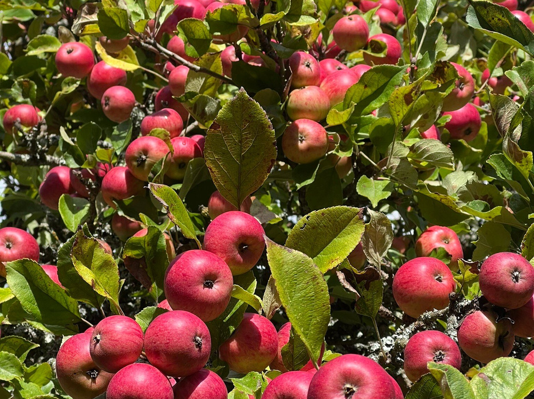 The Orchard - Dorset Star Cider-多切斯特必去景点