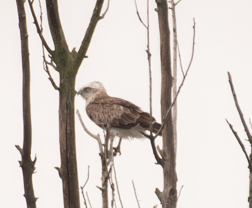 Hungarianbirdwatching.com Day Tours-布达佩斯必去景点