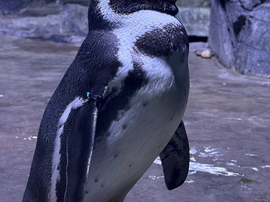 Aquaria Phuket Thailand-普吉镇必去景点