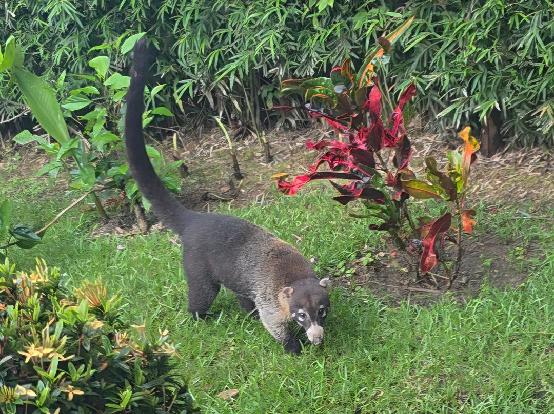 Oxygen Jungle Villas & Spa主图