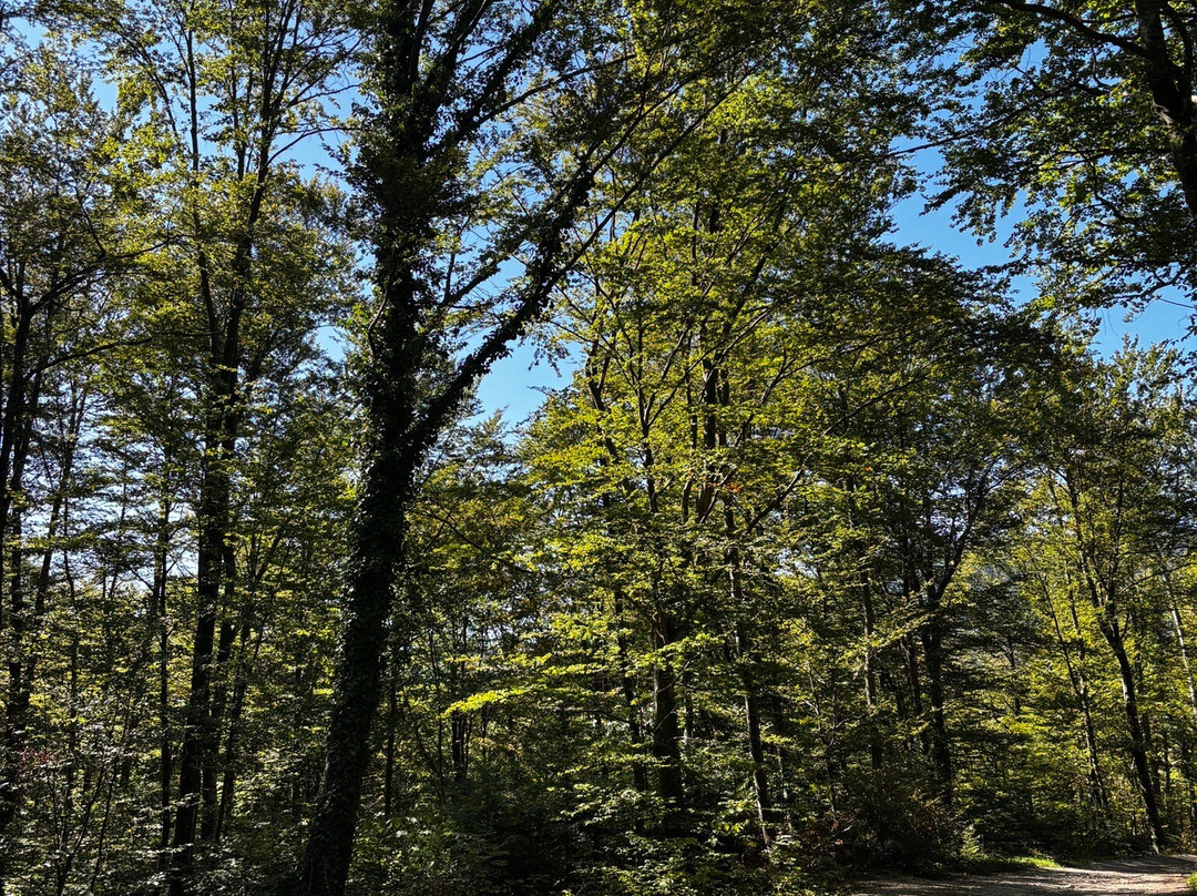 Quad&Buggy Plitvice-拉克维卡必去景点