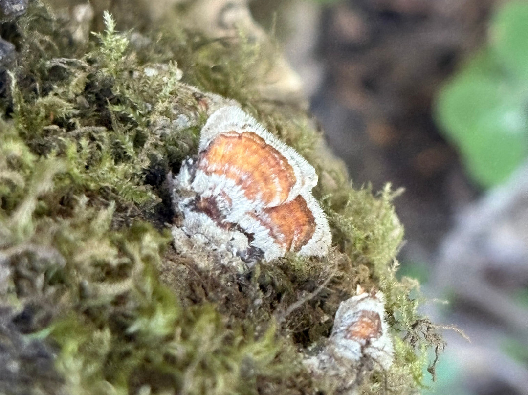 Armstrong Redwood State Reserve-Guerneville必去景点