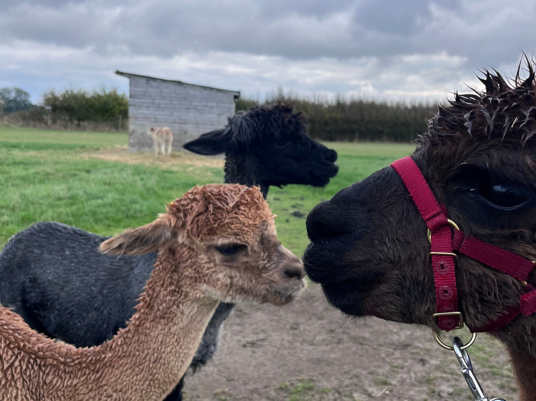 The Alpaca Centre at JandJ Alpacas-特伦特河畔纽瓦克必去景点