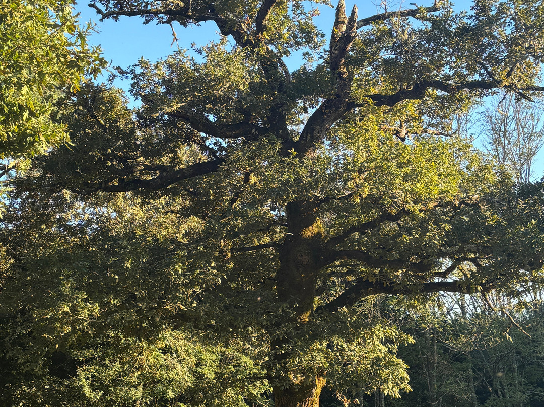 Chapelle de Bouricos-Pontenx-les-Forges必去景点