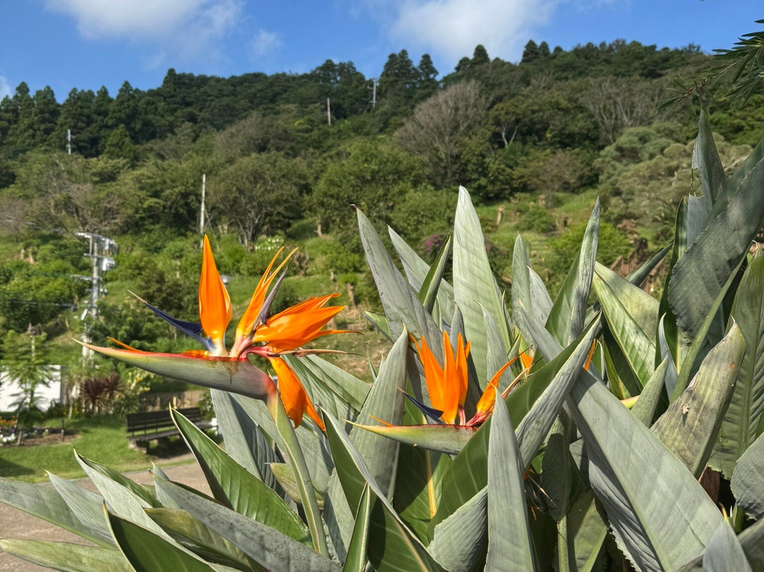 Michi-no-Eki Phoenix-宫崎市必去景点