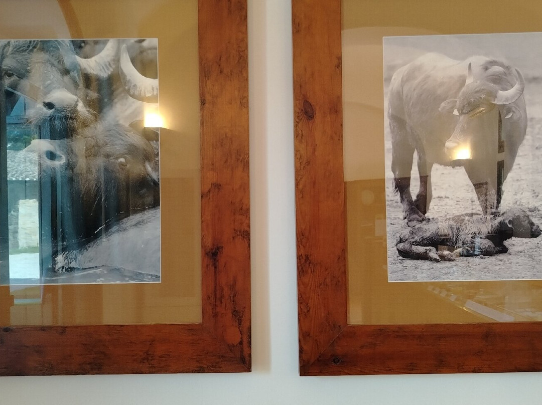 Taverna Penta Caseificio E Yogurteria-Pontecagnano Faiano必去景点