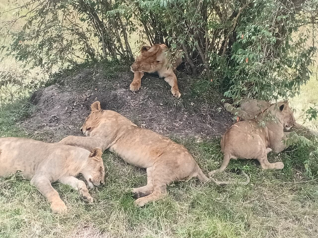 Otiyani Safaris